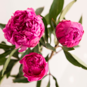 Fantastic Fuchsia Paint by Number Kit