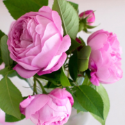 Beautiful Blooms Paint By Number Kit