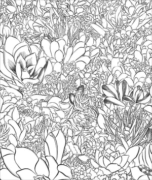 Sensational Succulents Coloring Book