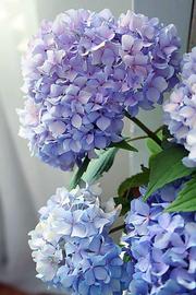 Happily Hydrangea Paint By Number Kit