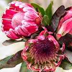 Pretty Protea Paint By Number Kit