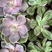 Such a Succulent Paint By Number Kit