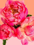 Petal Power Paint By Number Kit